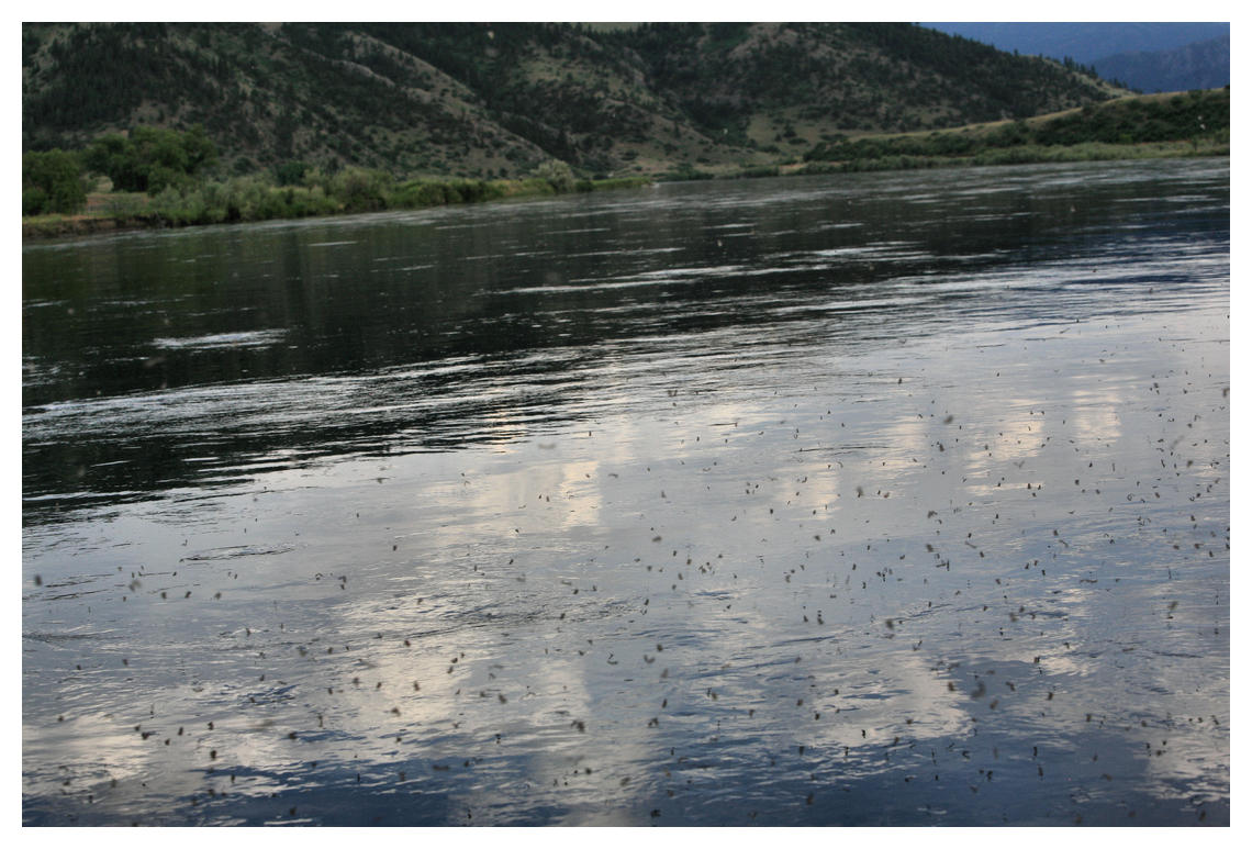 More Caddis