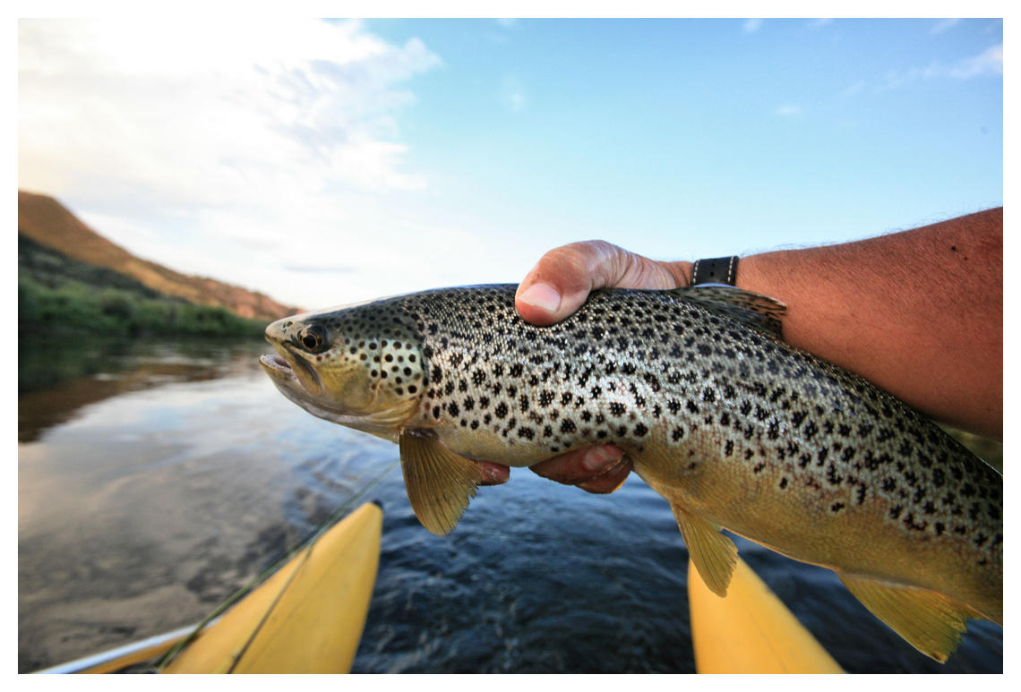 Missouri Brown