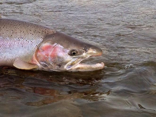 Skeena