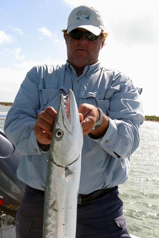 Great Barracuda