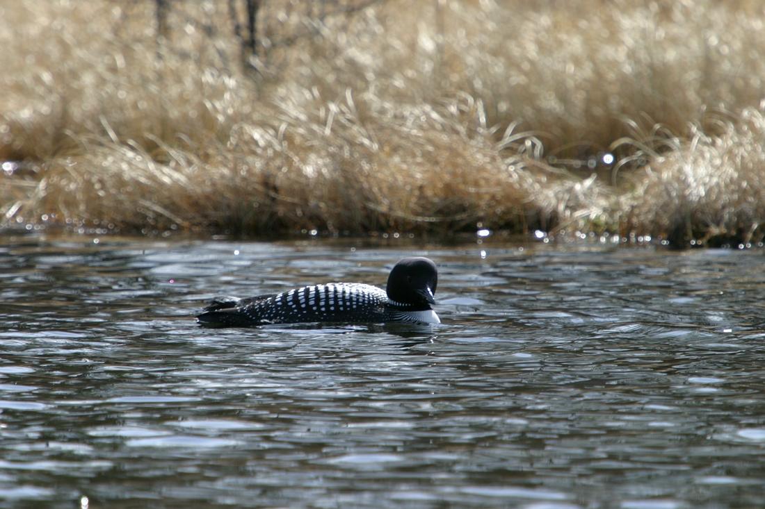 Loon