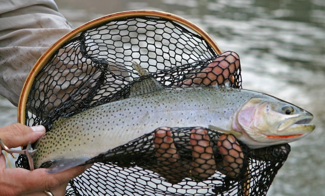 Westslope Cutthroat Trout