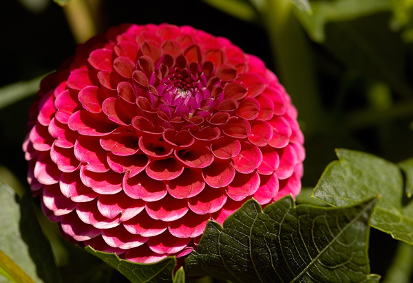 Butchart Gardens