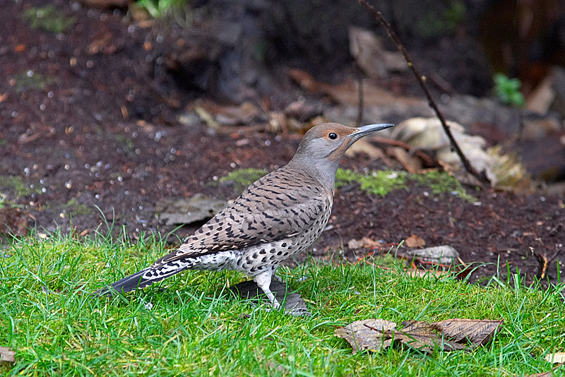 Northern Flicker