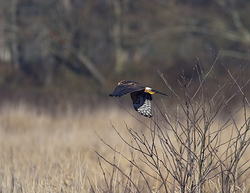 Northern Harrier