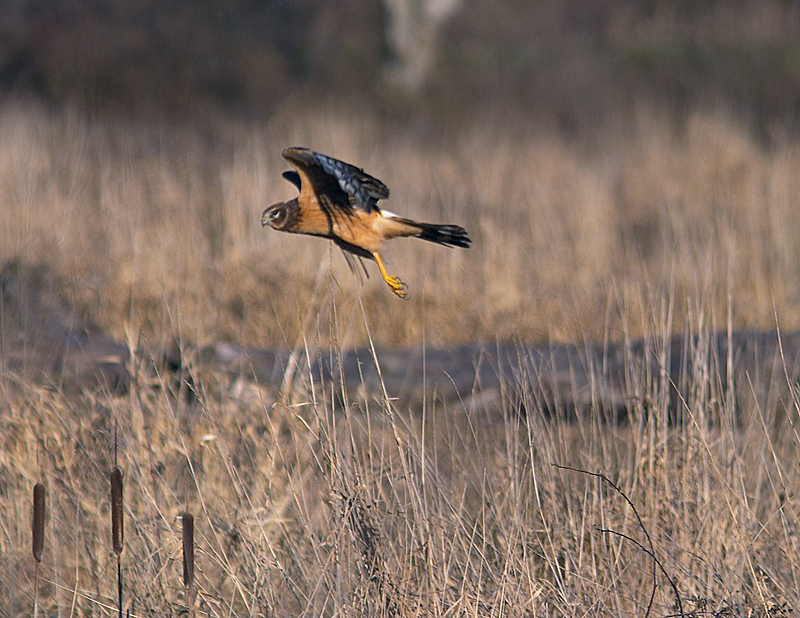 Northern Harrier