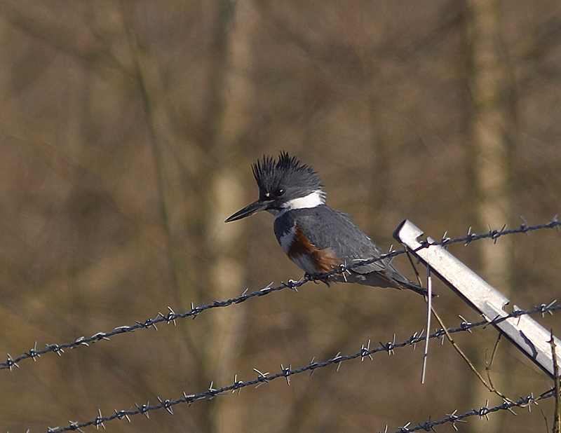 Kingfisher