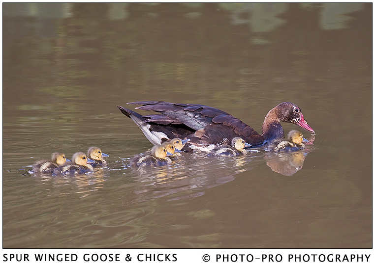 SPUR WINGED GOOSE & CHICKS