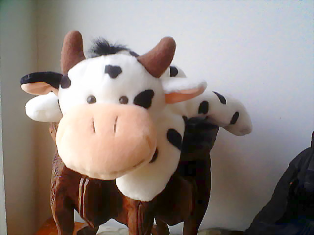 Cow.jpeg