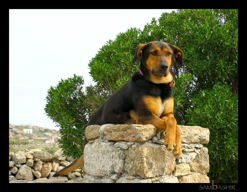 The King on his Throne. Mykonos, Greece