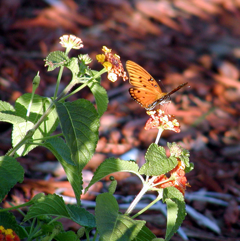 Evening Butterfly<br><b>by aja2