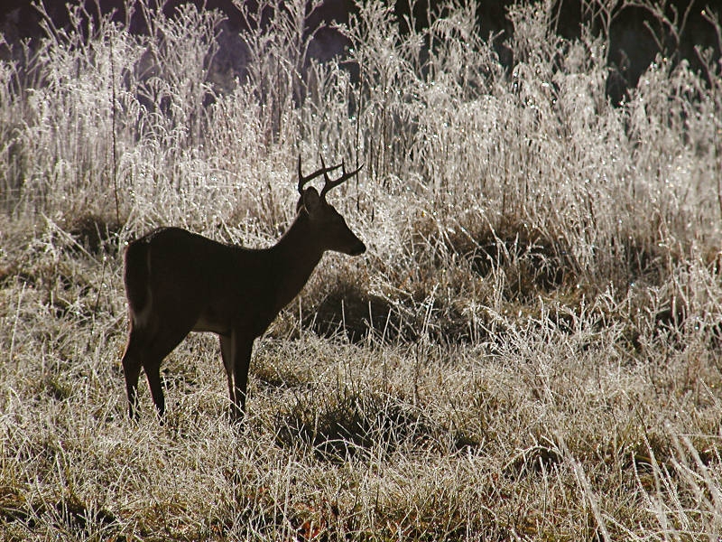 Frosty Buck<br>by RichardR (Dick)