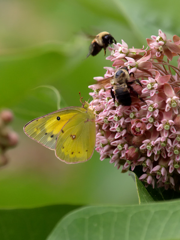 Sulpher Butterfly & Bumble Bees