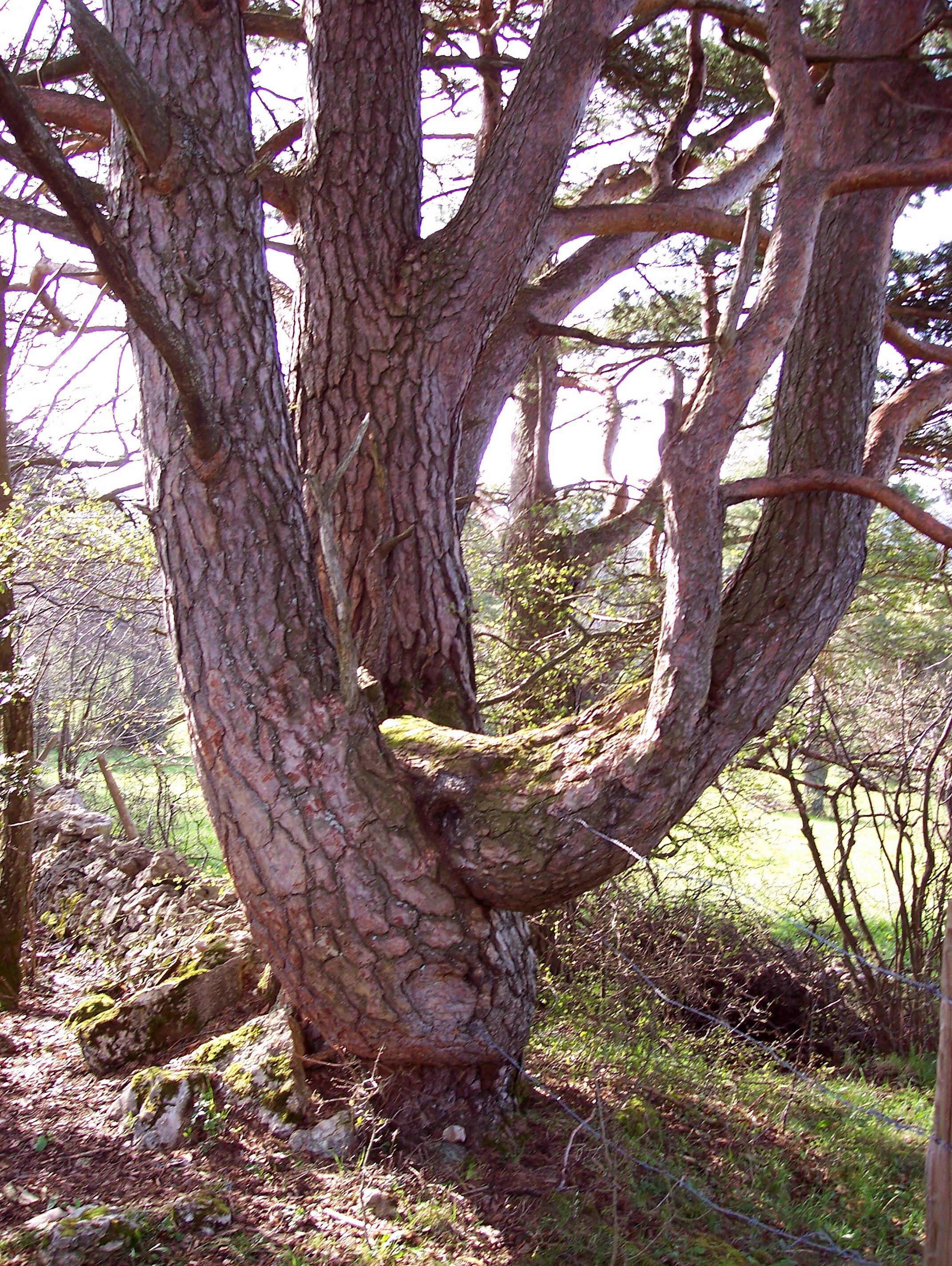 Old twisted Pine tree.