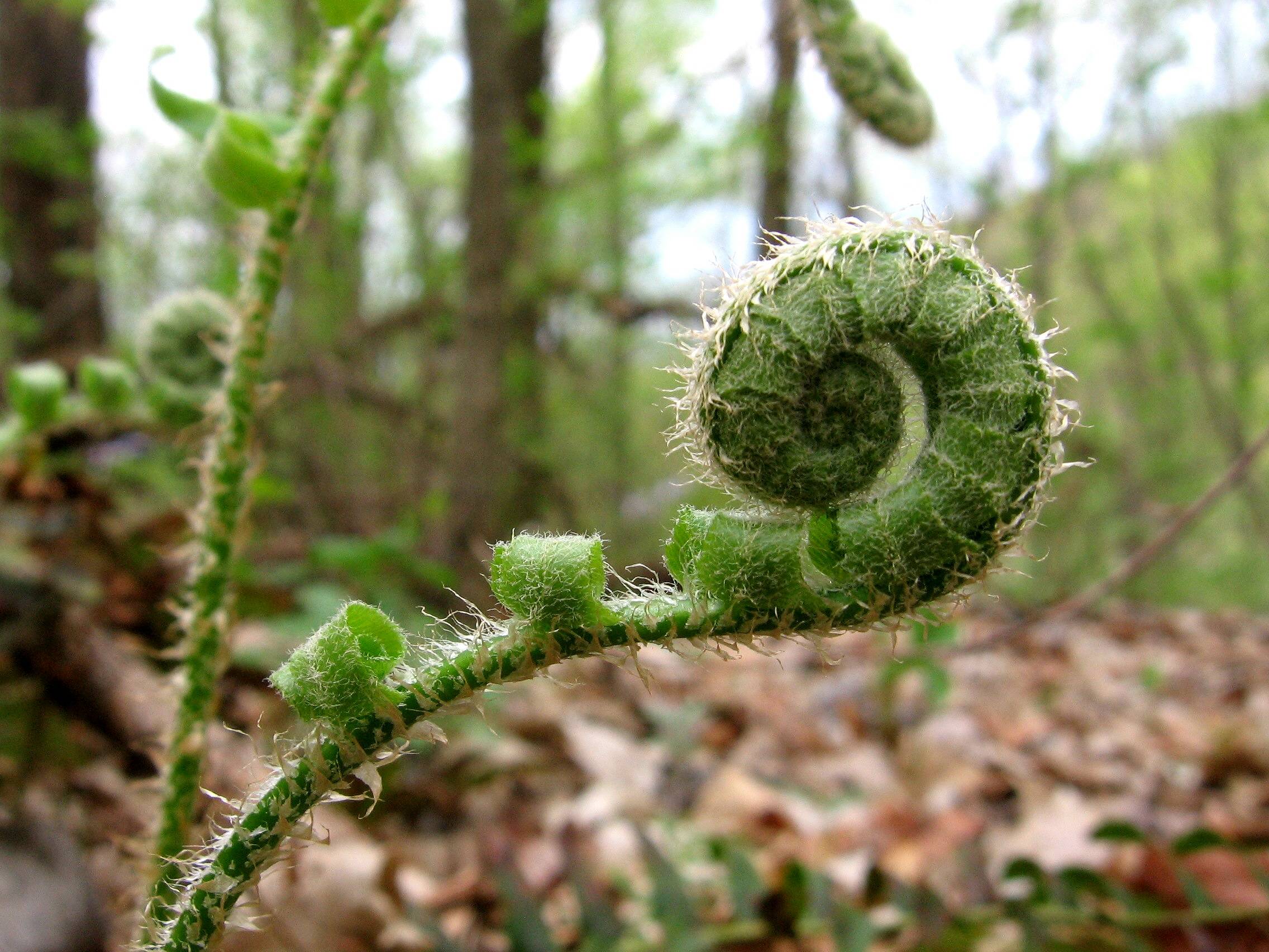 unfurrling Fern