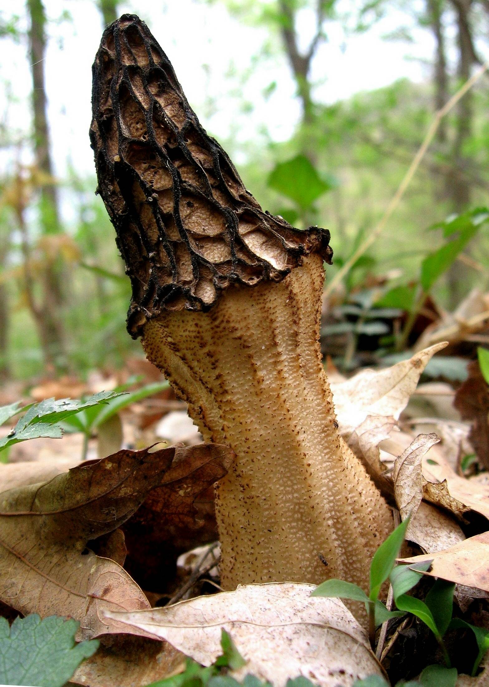 Morell mushroom