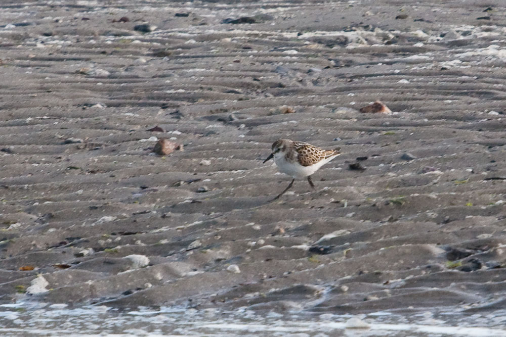 Little Stint