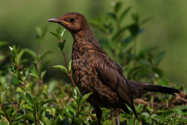 Young Blackbird