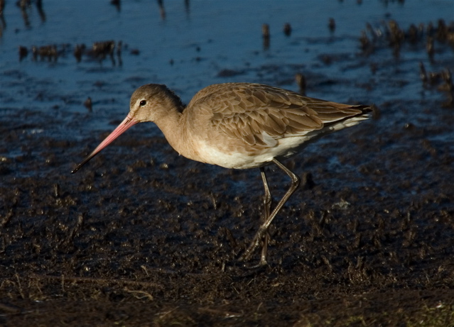 Black-tailed Godwit