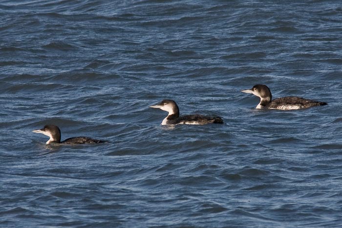 Great Northern Diver