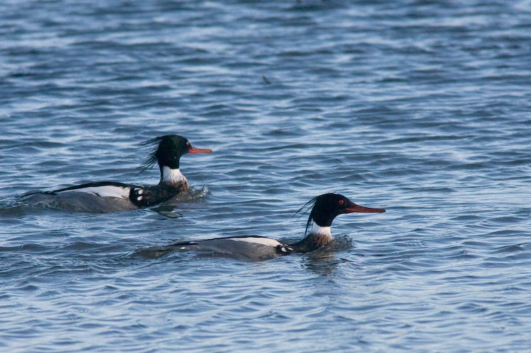 Red Breasted Merganser