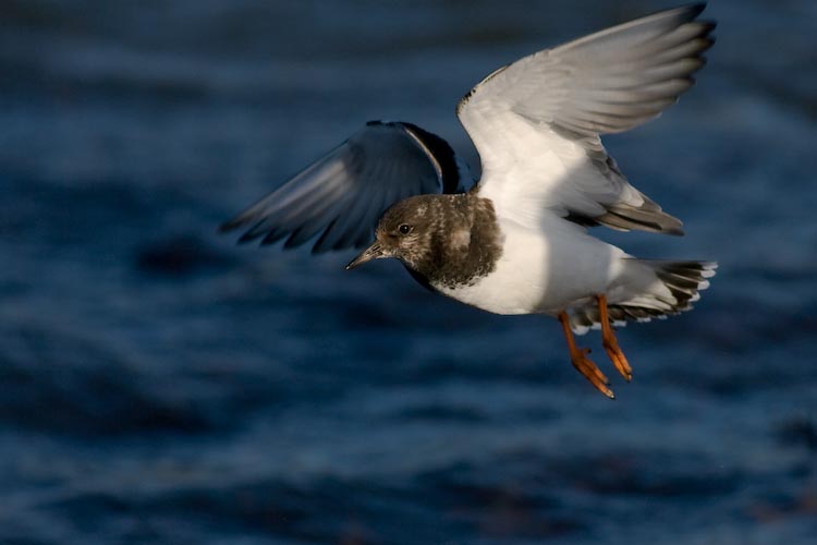 Ruddy Turnstone