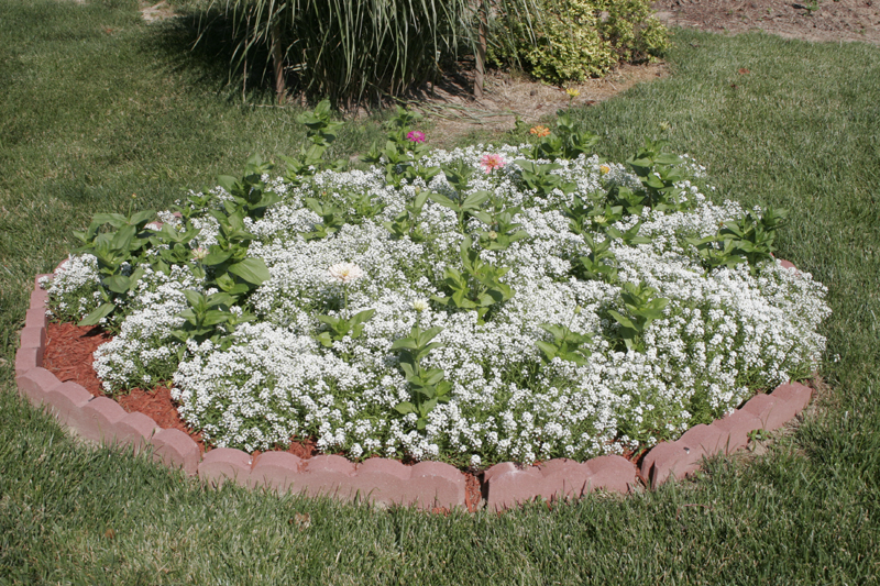 A bed of allysum with zinnias