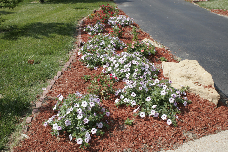 Bed of petunias and freshly planted carpet roses, east side