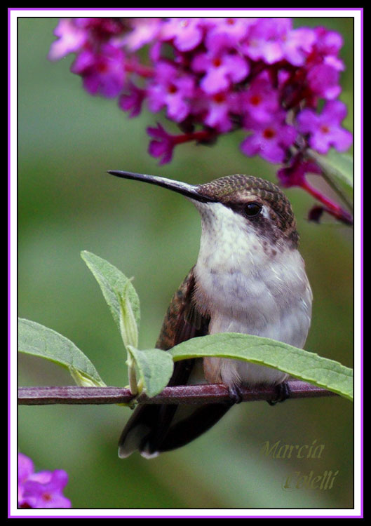 HUMMINGBIRD-7294a.jpg