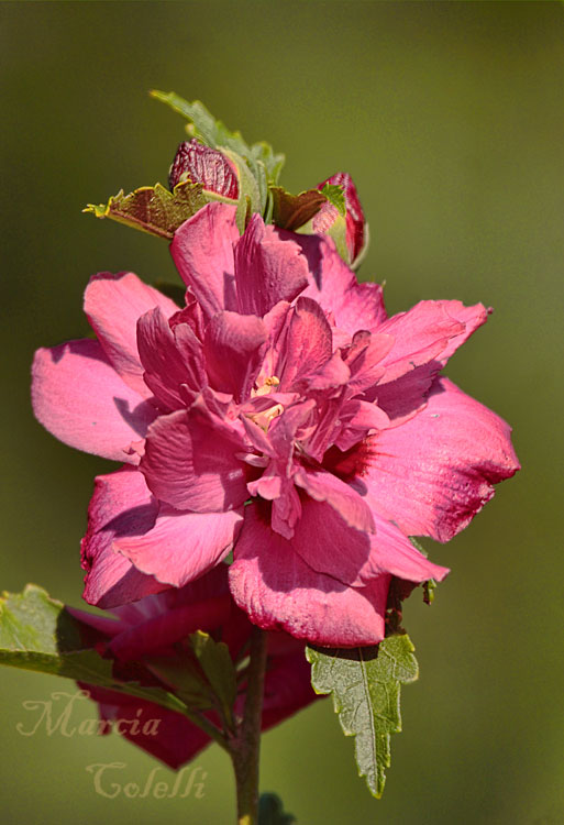 ROSE OF SHARON 7478.jpg