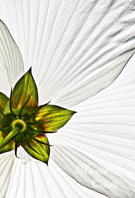 RUBY DOT HIBISCUS_1003.jpg