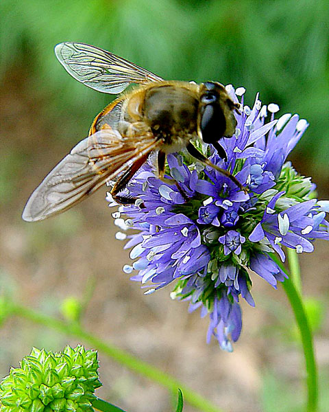 syrphid fly 6 .jpg