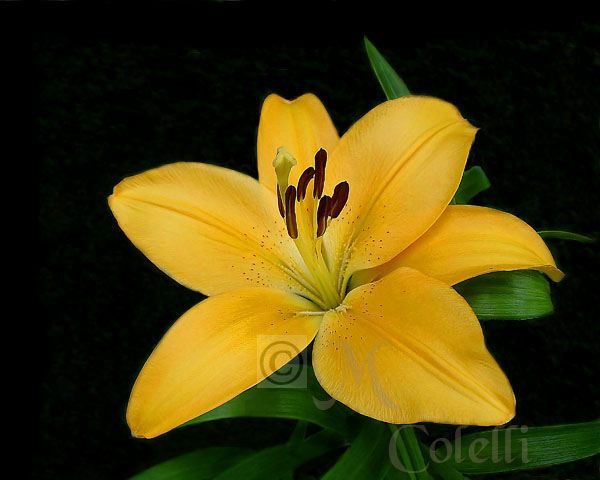 YELLOW ASIATIC LILY 7576  a.jpg