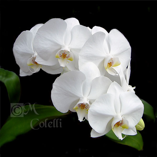 White Orchid 4455a .jpg