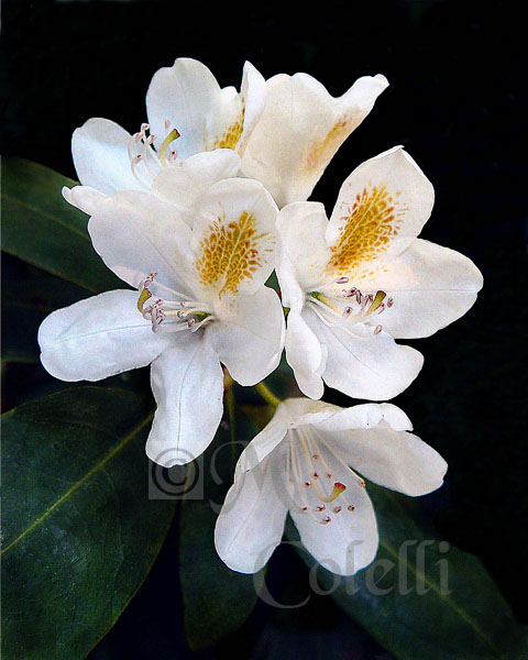 white rhodedendron7195