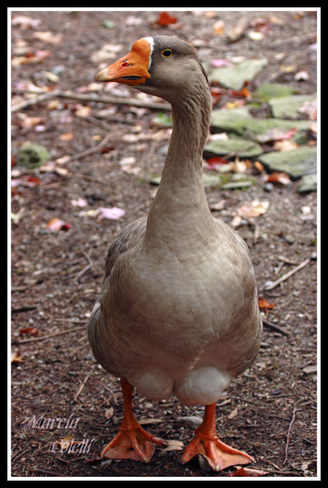 GREATER WHITE FRONTED GOOSE-1453.jpg