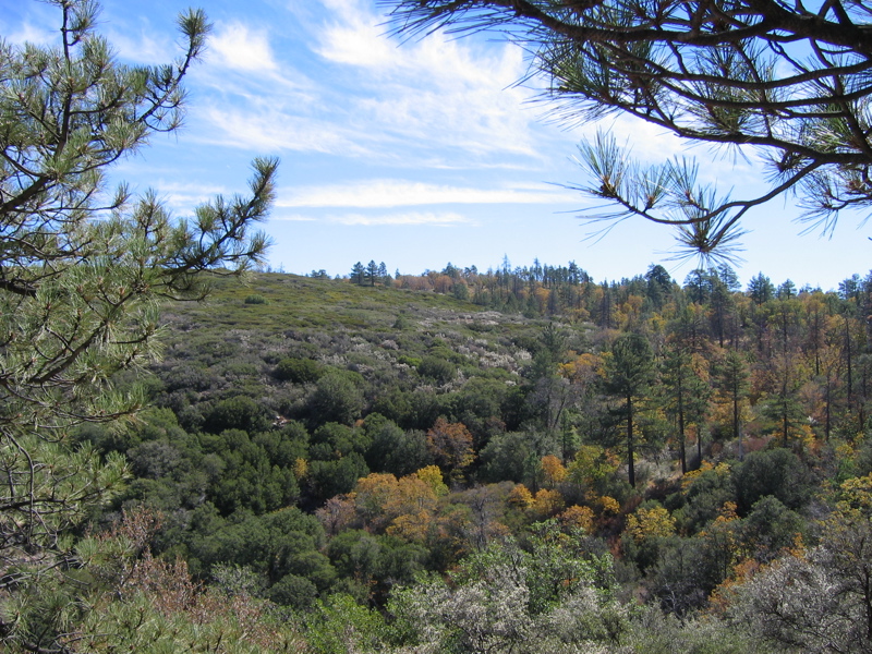 View from Sunrise Highway