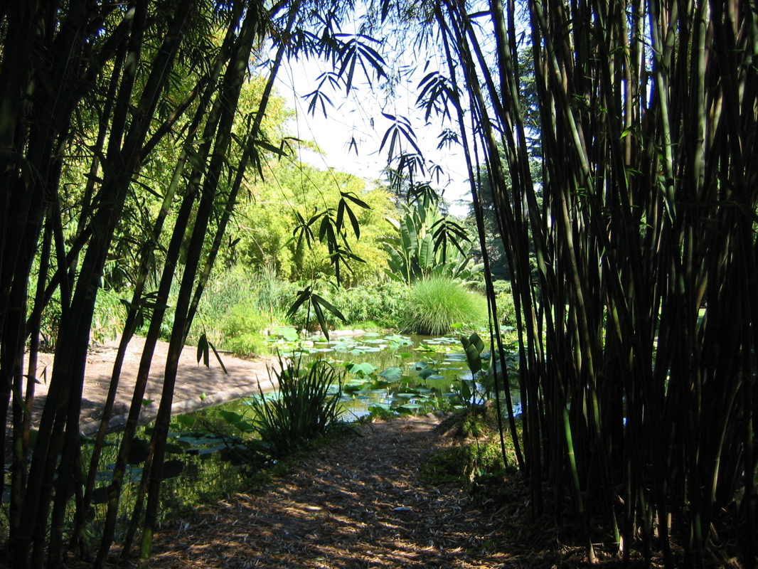 Bamboo Clearing