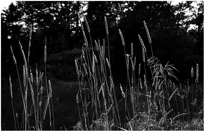 Backlit grass.