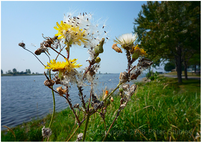 Almost blowin in the wind.