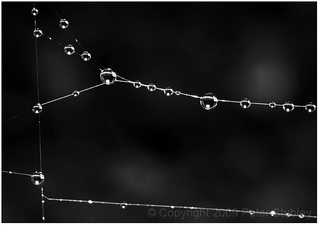 Wet spider web.