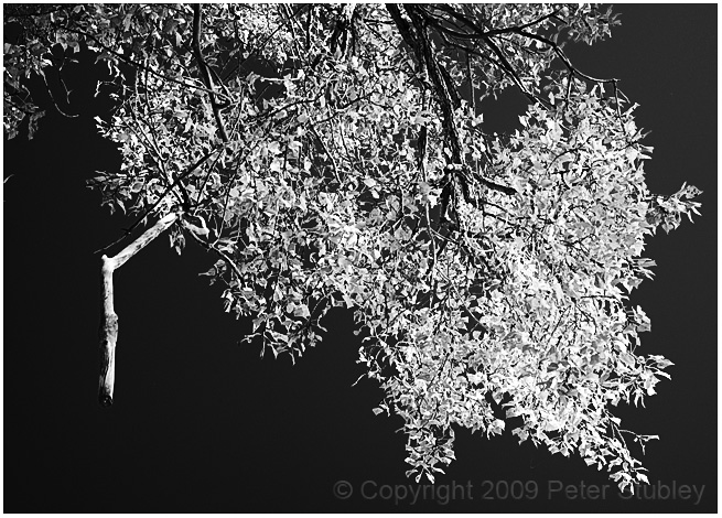 Yellow filter, hanging branch.