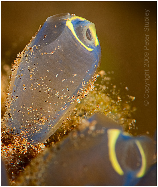 Sandy sea squirts.