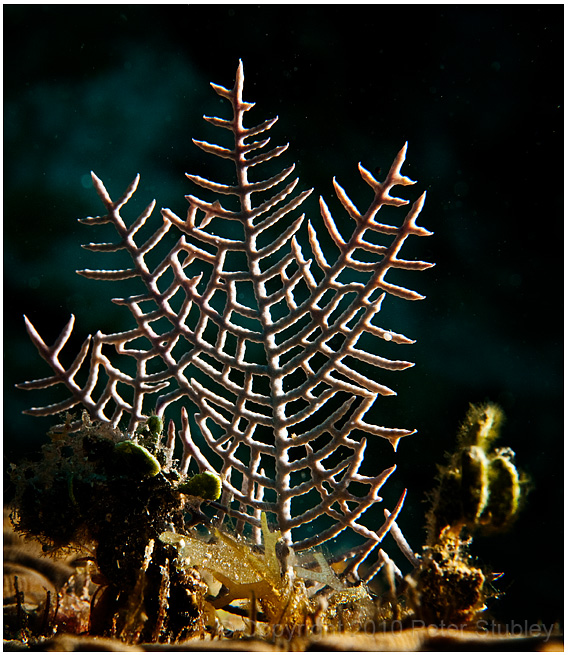 Coral.