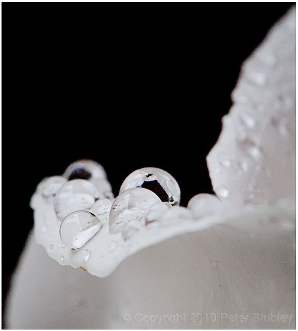 Wet petal abstract 2.