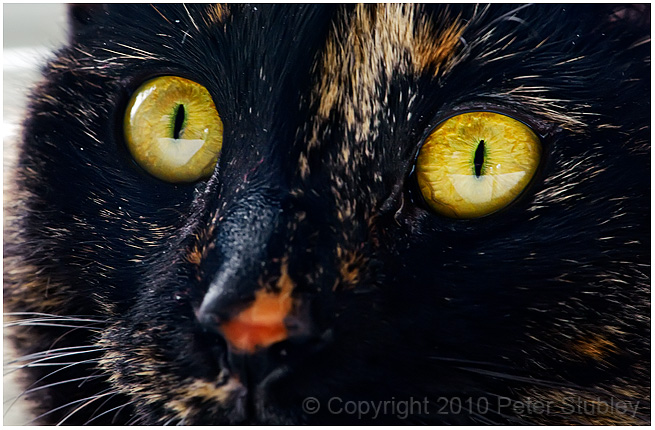 Jasmine in my eyes.
