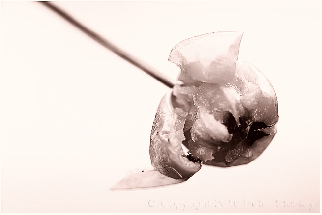 Fading crabapple.