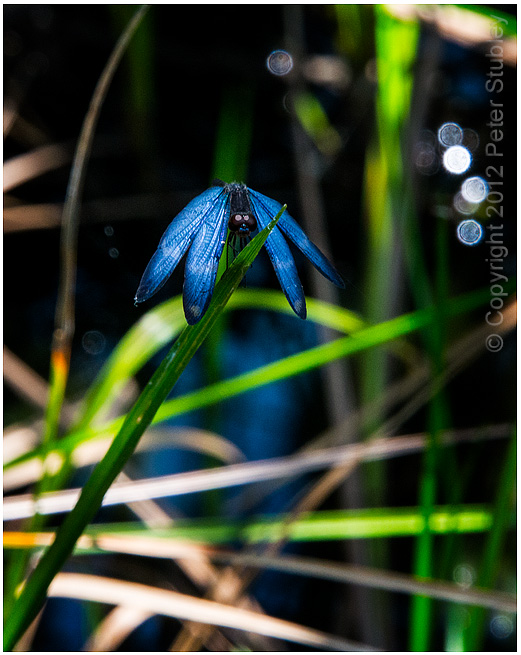Blue dragon fly.
