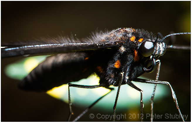 Butterfly portrait.