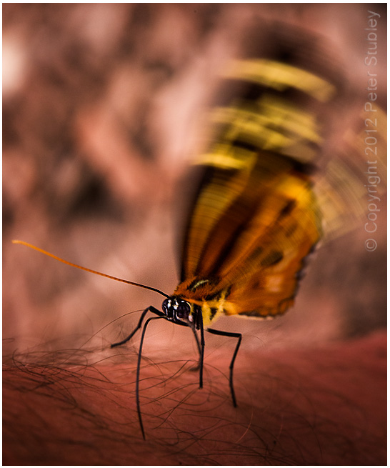 Flutter butterfly.